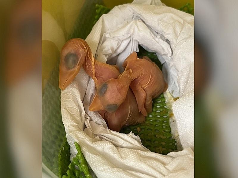 Gatos recém-nascidos são encontrados no lixo em Matinhos; polícia investiga, Paraná